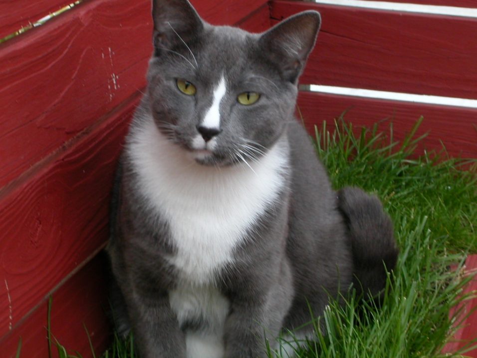 Guenther, our ot terribly bright but very gentle gray boy. RIP